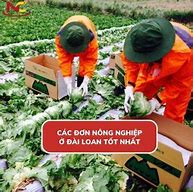 Đi Làm Nông Ở Đài Loan Không Trả Lương Thì Phải Làm Sao Ạ Ạ